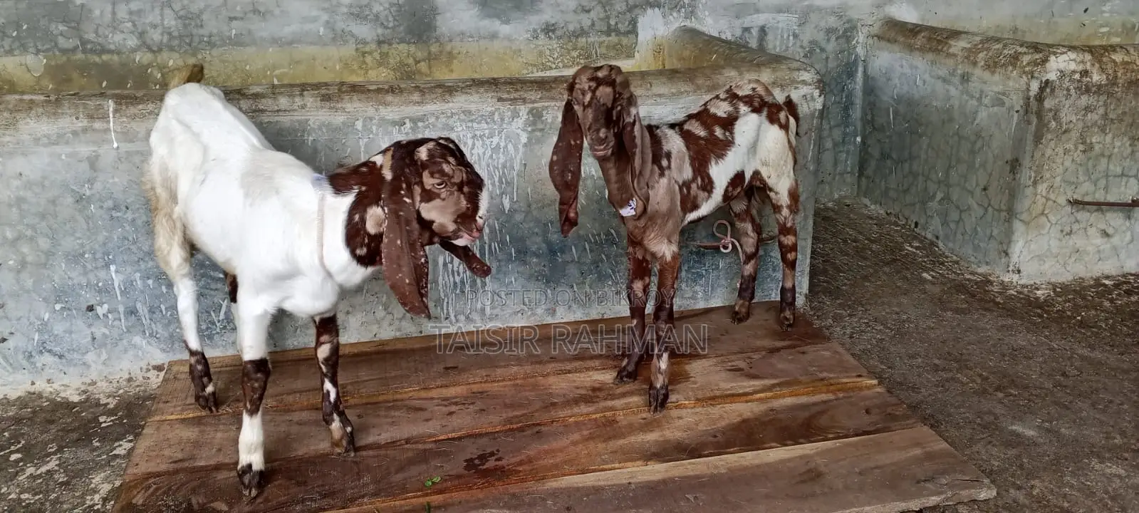Pure Breed Goats Cheap Price