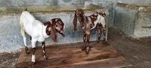 Pure Breed Goats Cheap Price