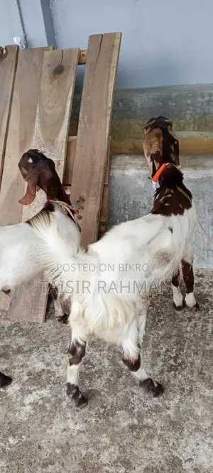 Pure Breed Goats Cheap Price