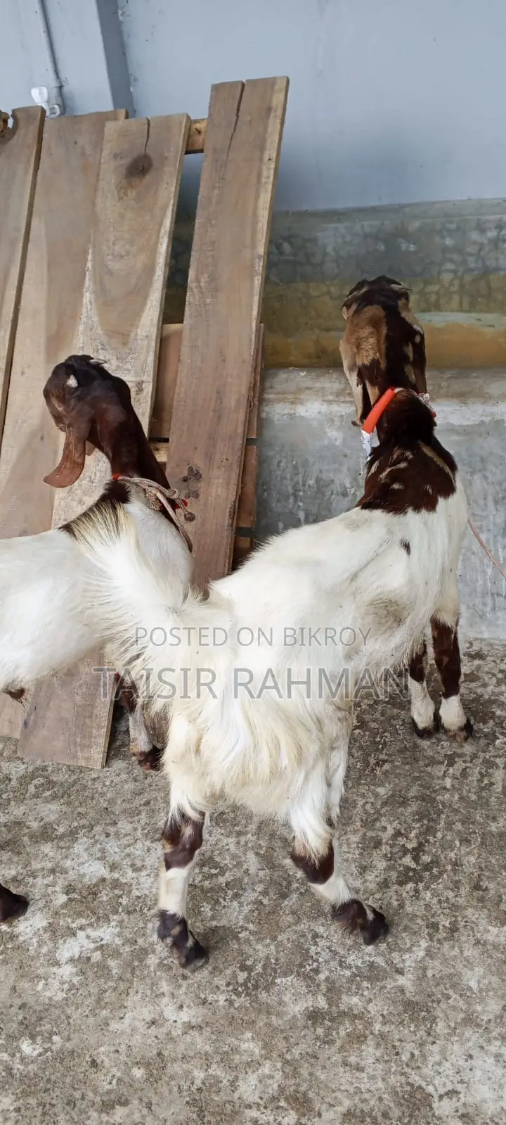 Pure Breed Goats Cheap Price