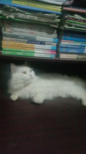 ১+ বছর বয়সী পুরুষ পিওরব্রেড পার্সিয়ান