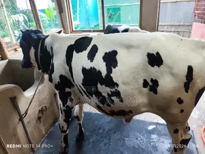 Friesian Cross Bull Calf