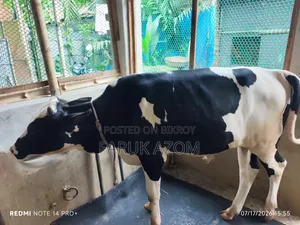 Friesian Cross Bull Calf