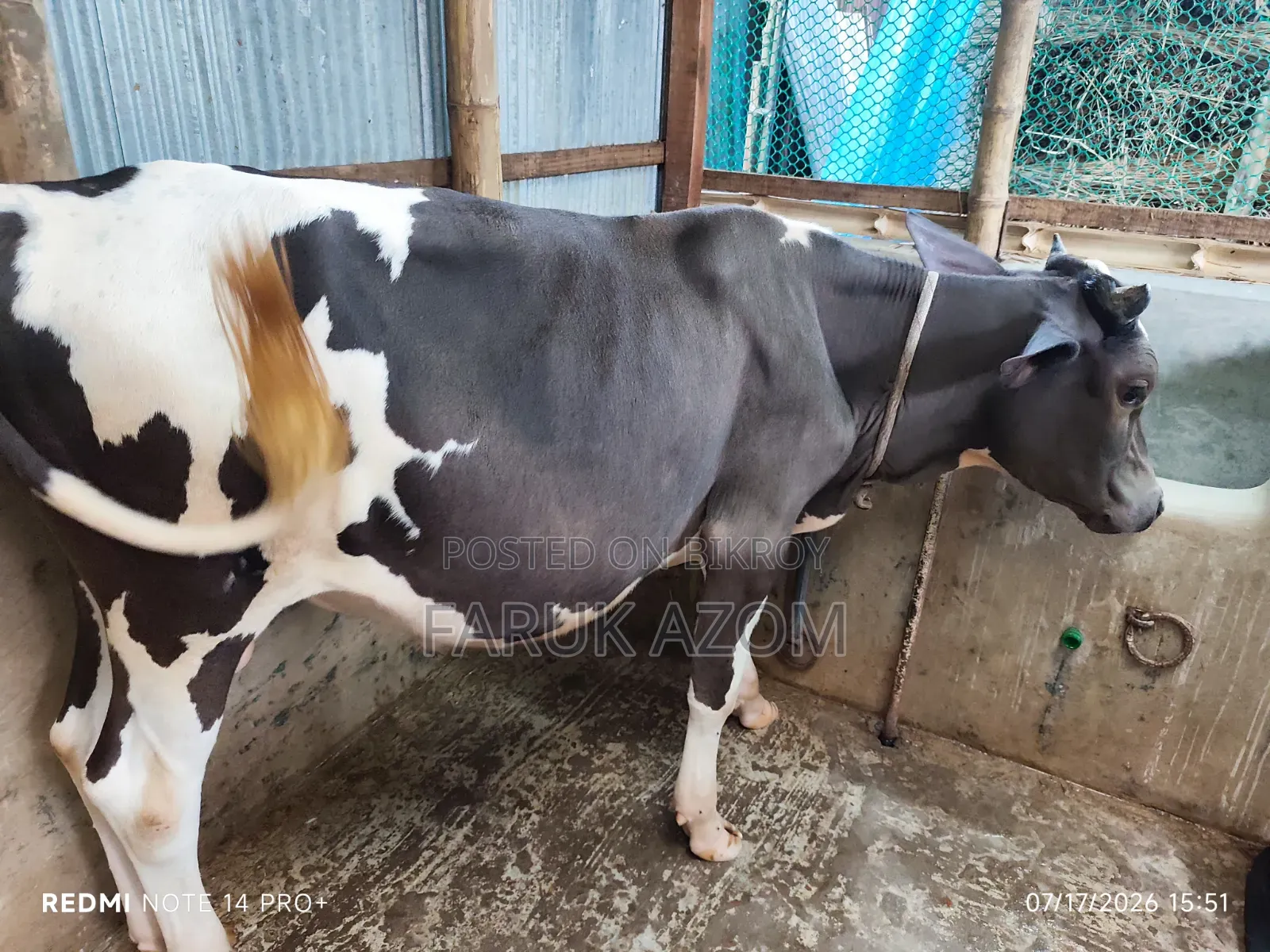 Friesian Cross Bull Calf