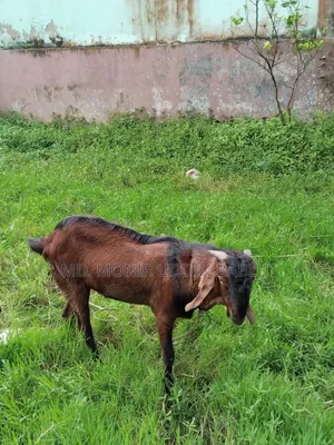 Male Goat for Sale