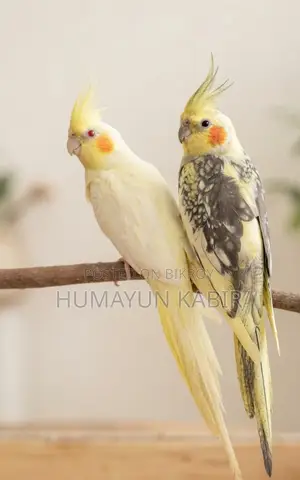 ককাটেল পাখি জোড়া
