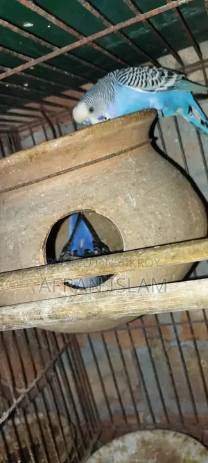 রানিং বাজুরিকা পাখি