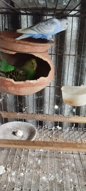 রানিং বাজুরিকা পাখি