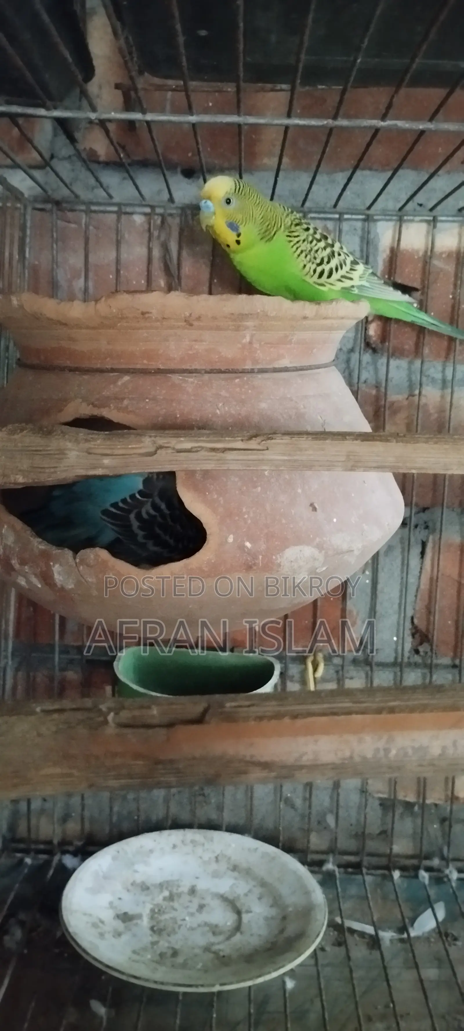 রানিং বাজুরিকা পাখি