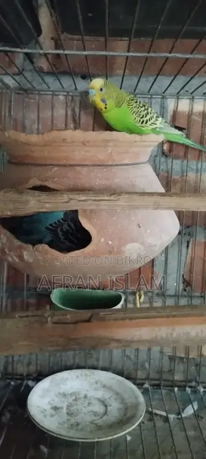 রানিং বাজুরিকা পাখি