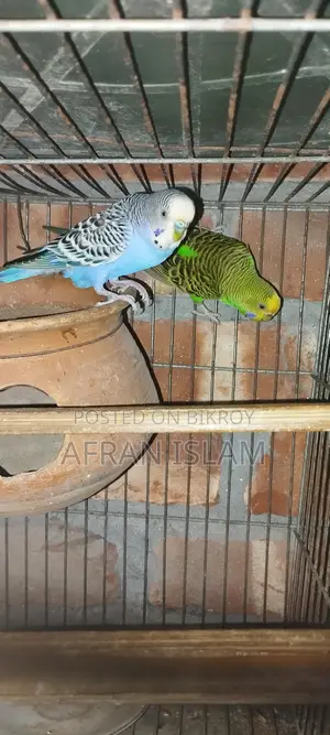 রানিং বাজুরিকা পাখি