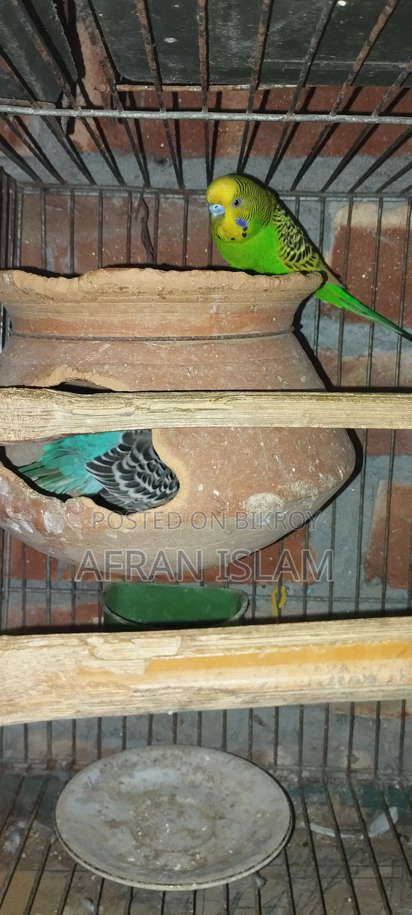 রানিং বাজুরিকা পাখি