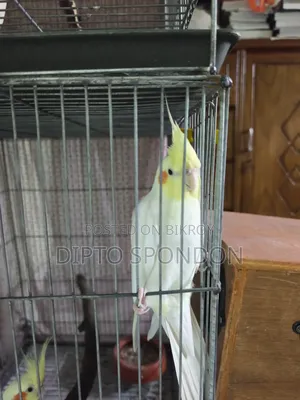 A tame male Cockatiel bird will be sold