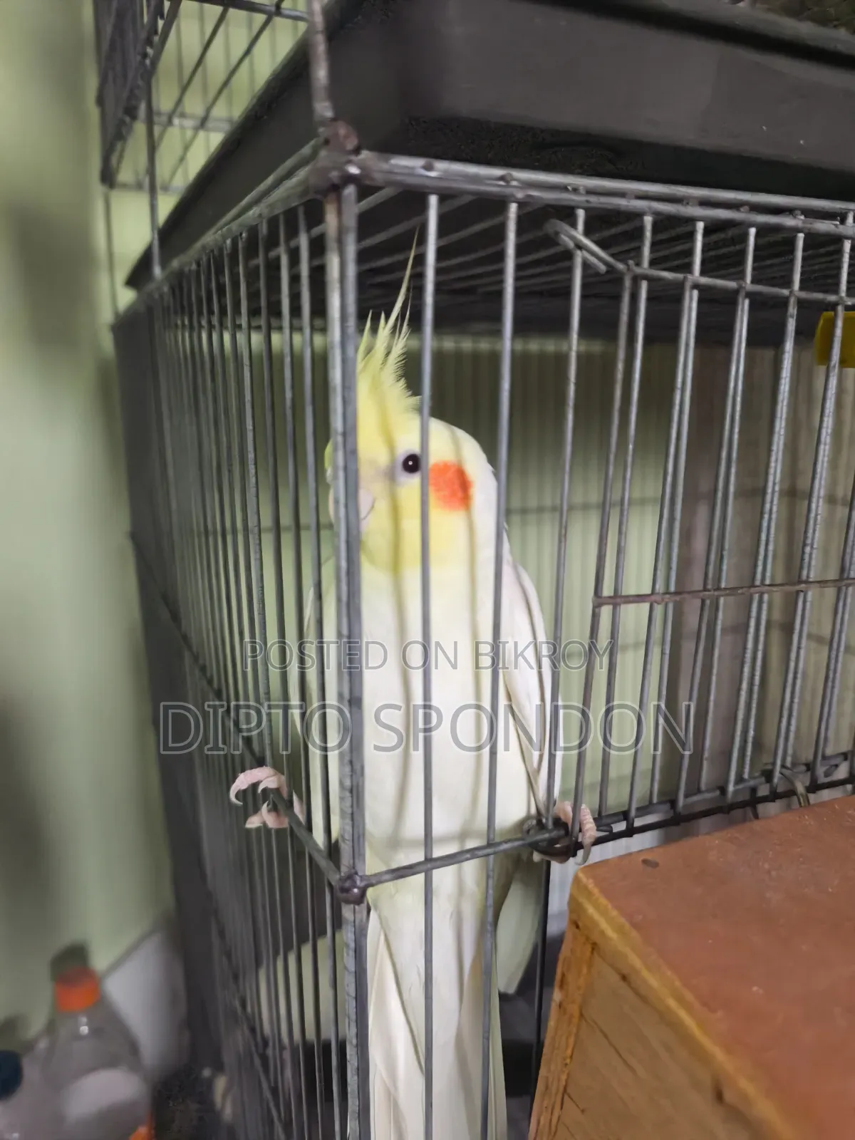 A tame male Cockatiel bird will be sold