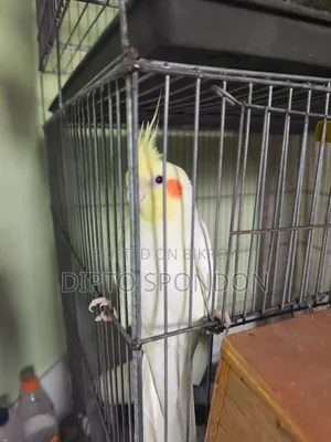 A tame male Cockatiel bird will be sold