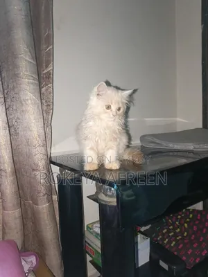 ১-৩ মাসের মেল পিউরব্রেড পার্সিয়ান