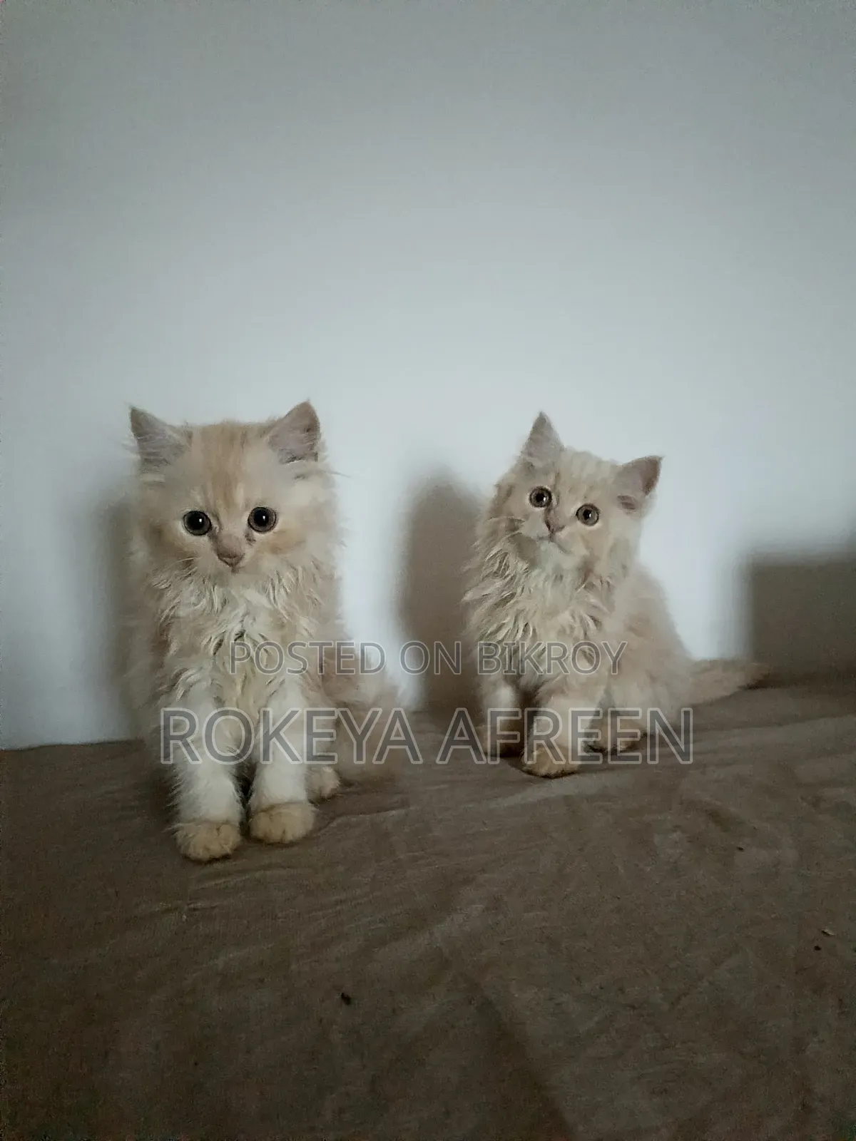 ১-৩ মাসের মেল পিউরব্রেড পার্সিয়ান