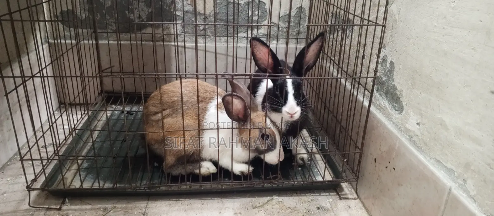 2 PCS Rabbit