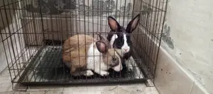 2 PCS Rabbit