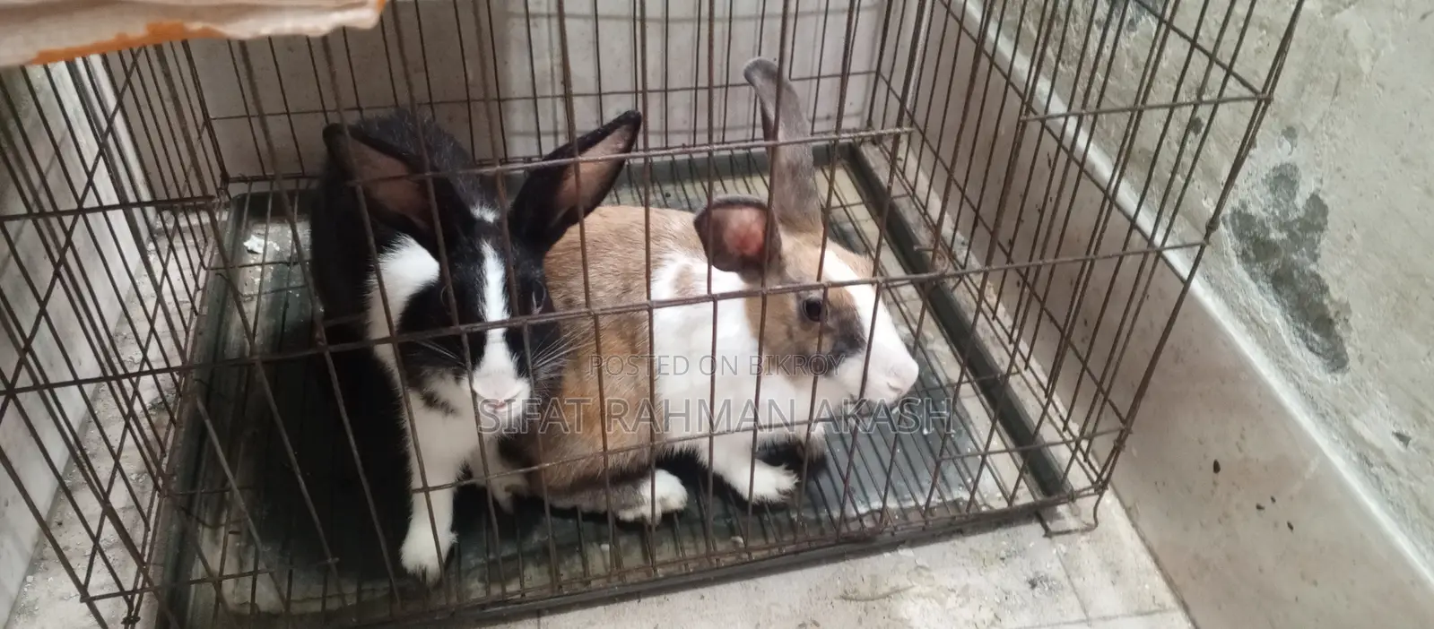 2 PCS Rabbit