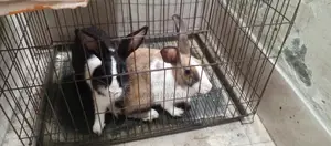 2 PCS Rabbit