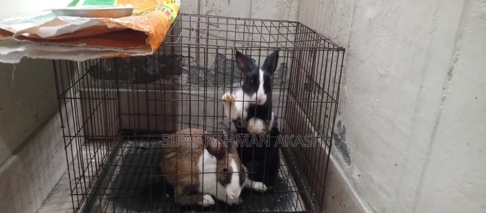 2 PCS Rabbit
