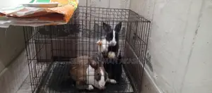 2 PCS Rabbit