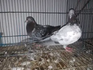 কবুতর বিক্রয়।