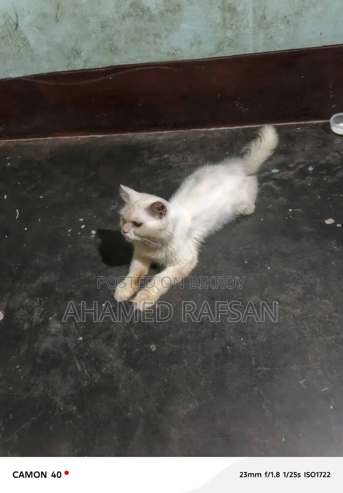 ৬-১২ মাসের পুরুষ বিশুদ্ধ পার্সিয়ান