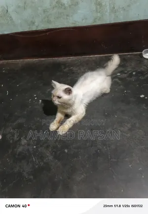 ৬-১২ মাসের পুরুষ বিশুদ্ধ পার্সিয়ান