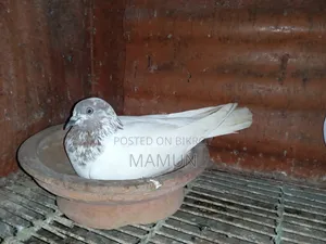 A pair of good quality Banarasi pigeons will be sold. Egg and chick production is okay.