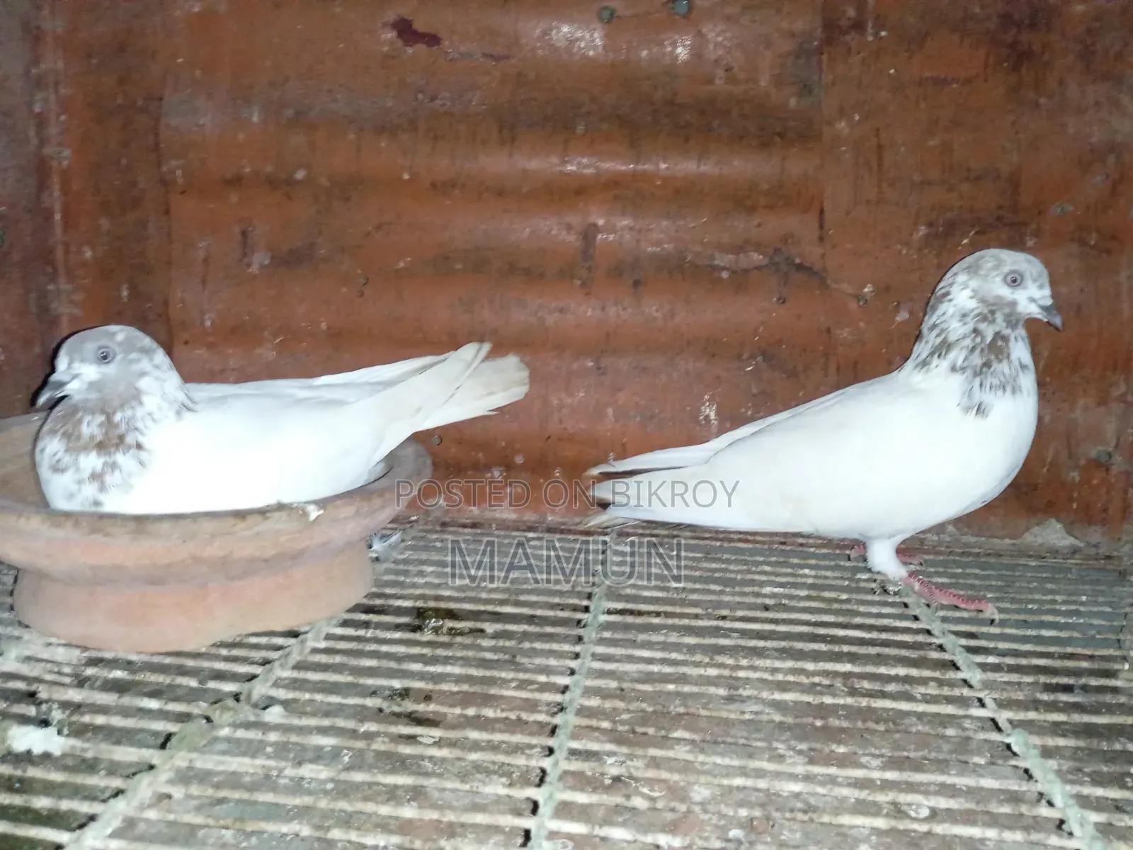 A pair of good quality Banarasi pigeons will be sold. Egg and chick production is okay.