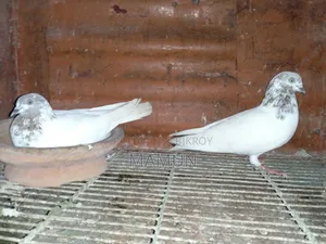 A pair of good quality Banarasi pigeons will be sold. Egg and chick production is okay.
