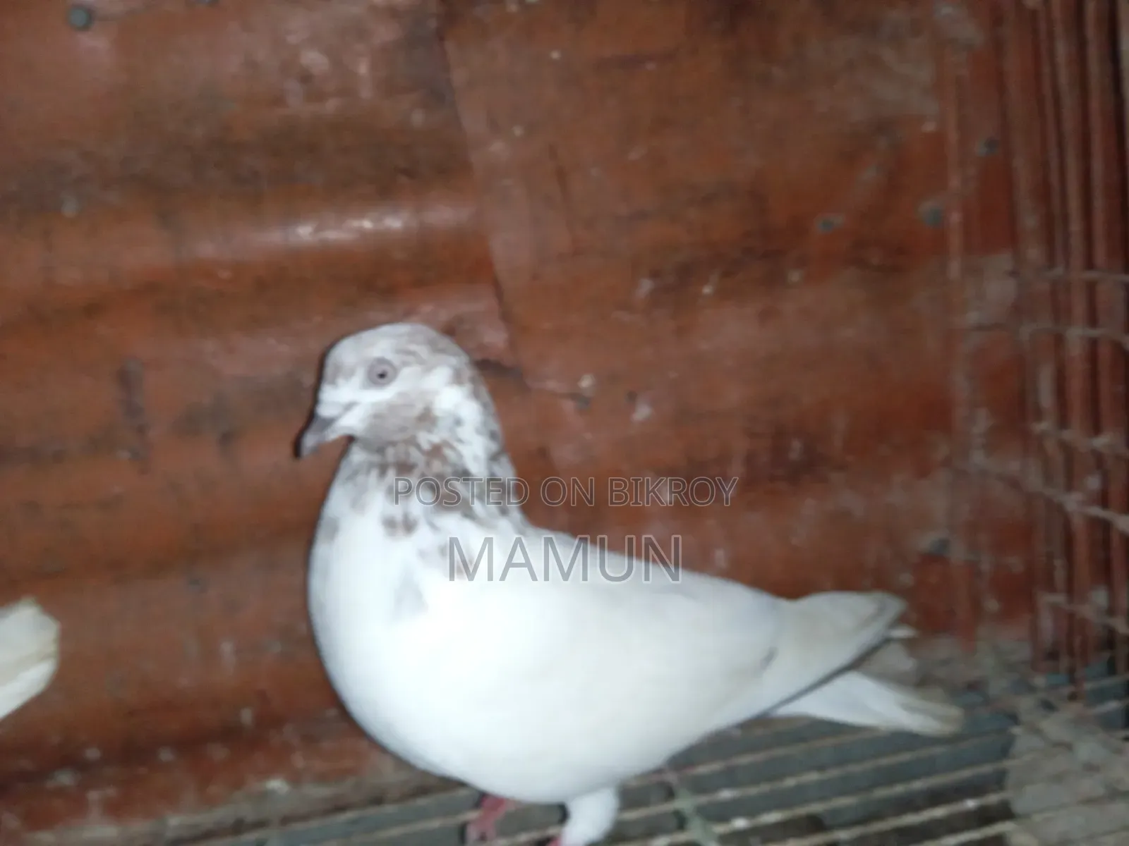 A pair of good quality Banarasi pigeons will be sold. Egg and chick production is okay.