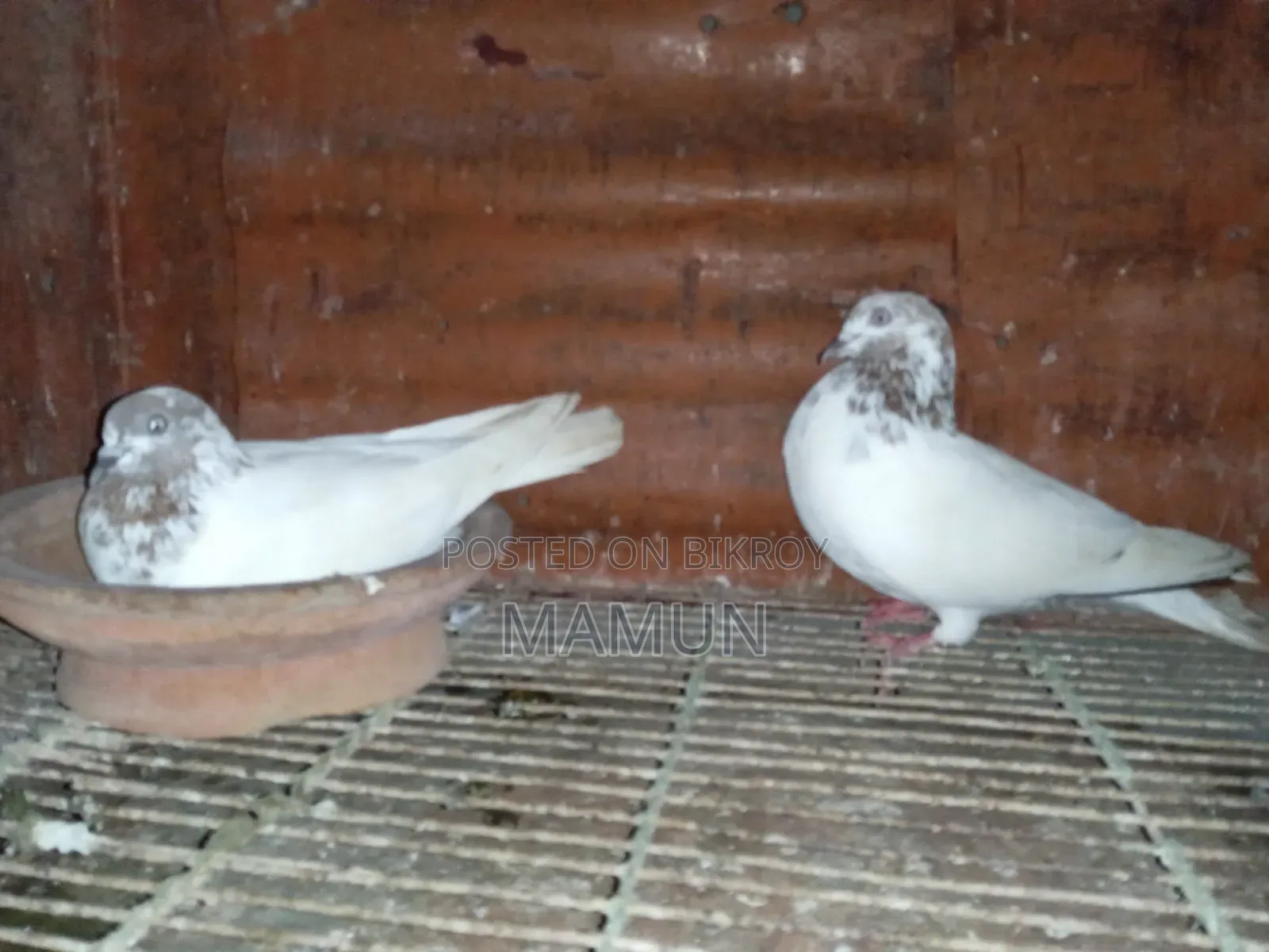 A pair of good quality Banarasi pigeons will be sold. Egg and chick production is okay.
