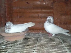 A pair of good quality Banarasi pigeons will be sold. Egg and chick production is okay.