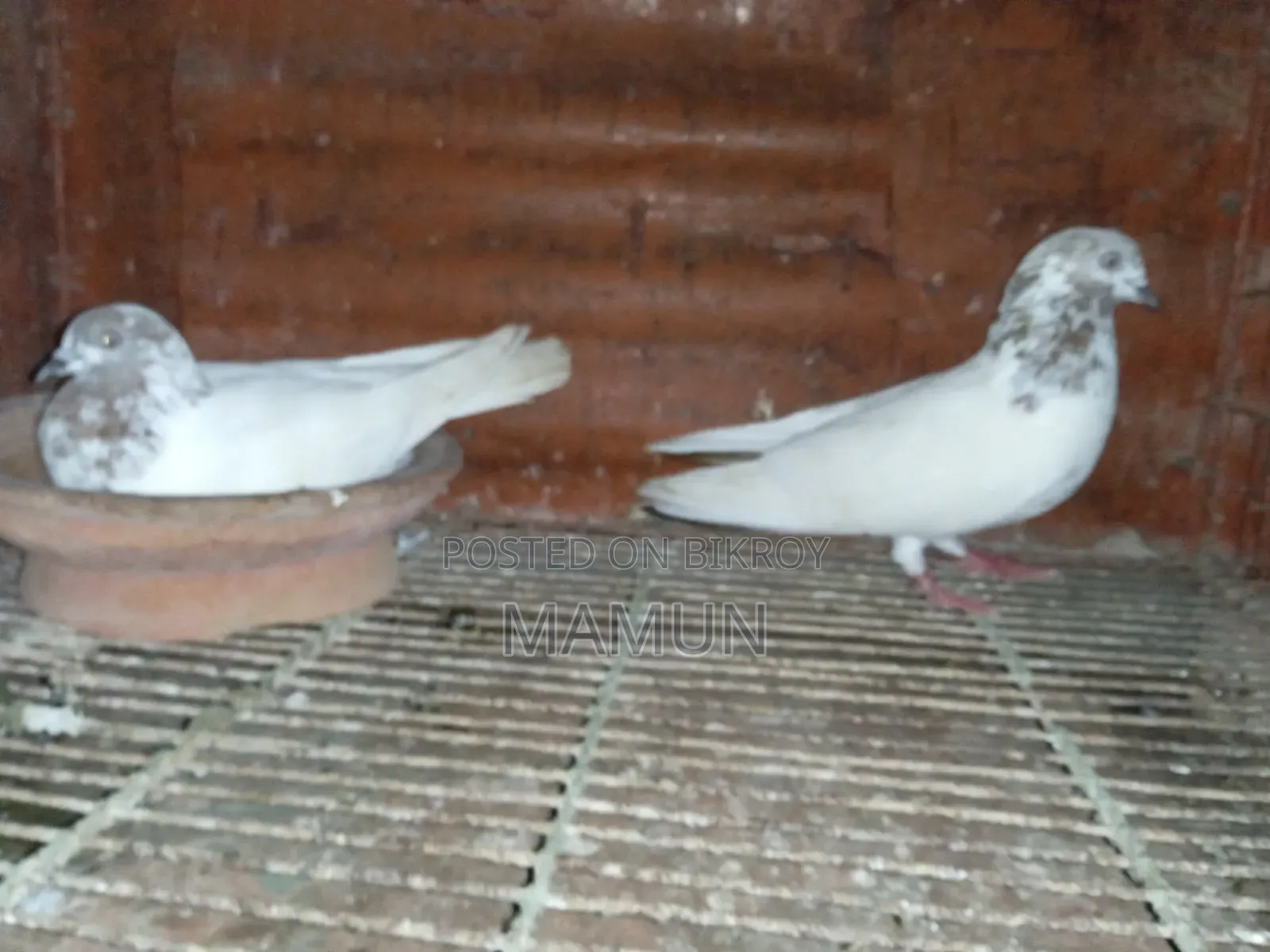 A pair of good quality Banarasi pigeons will be sold. Egg and chick production is okay.
