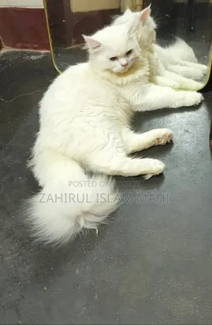 ৩-৬ মাসের পুরুষ খাঁটি পার্সিয়ান বিড়াল