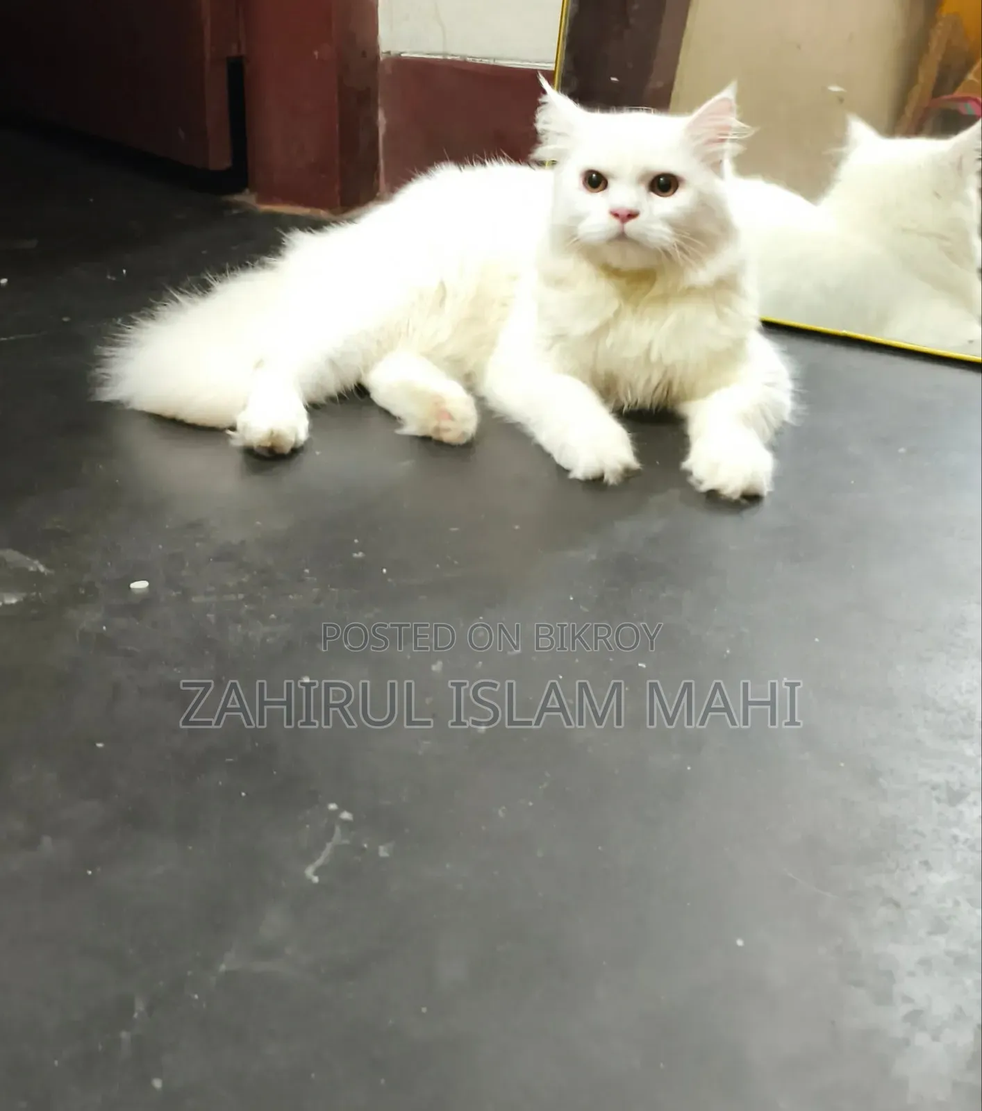 ৩-৬ মাসের পুরুষ খাঁটি পার্সিয়ান বিড়াল