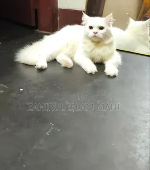 ৩-৬ মাসের পুরুষ খাঁটি পার্সিয়ান বিড়াল