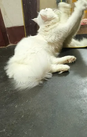 ৩-৬ মাসের পুরুষ খাঁটি পার্সিয়ান বিড়াল