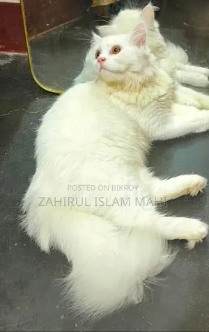 ৩-৬ মাসের পুরুষ খাঁটি পার্সিয়ান বিড়াল