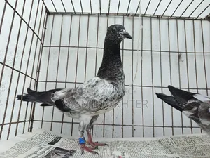 সিলভার কবুতর