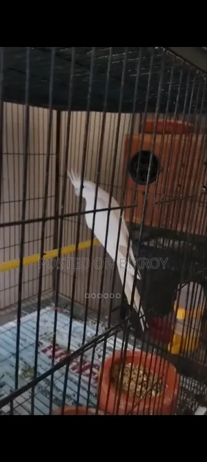 Female Cockatiel