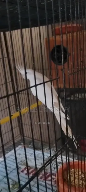 Female Cockatiel
