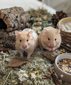 Syrian Hamster