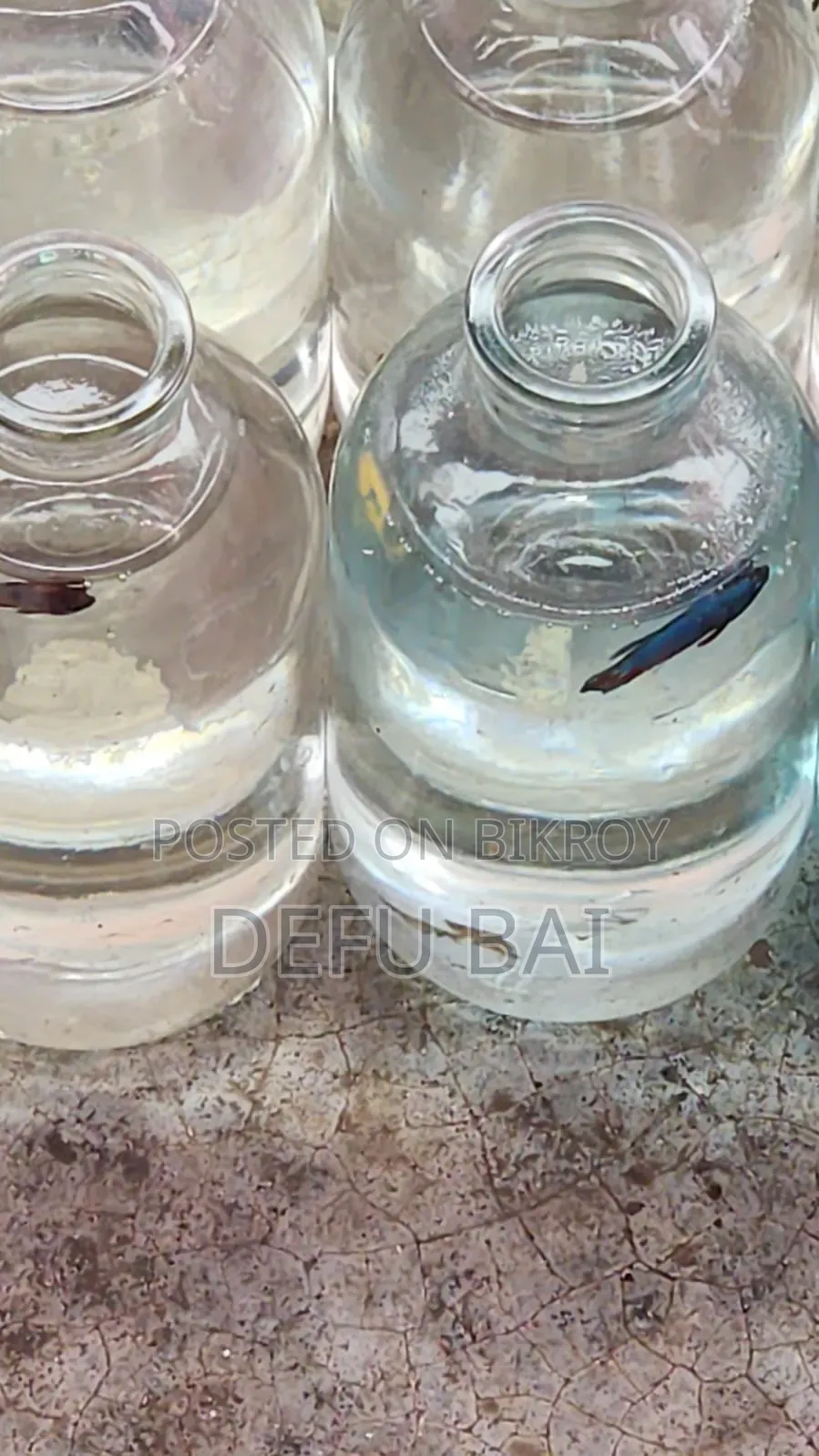 বেটটা মাছ ৭০ টাকা