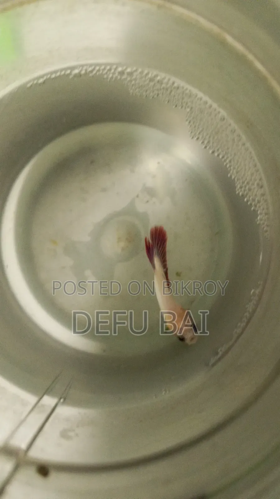 বেটটা মাছ ৭০ টাকা