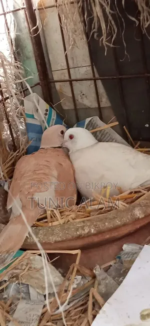 Running Pair of Dove Birds