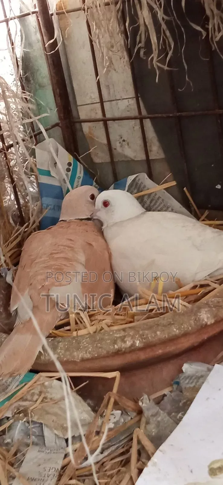 Running Pair of Dove Birds